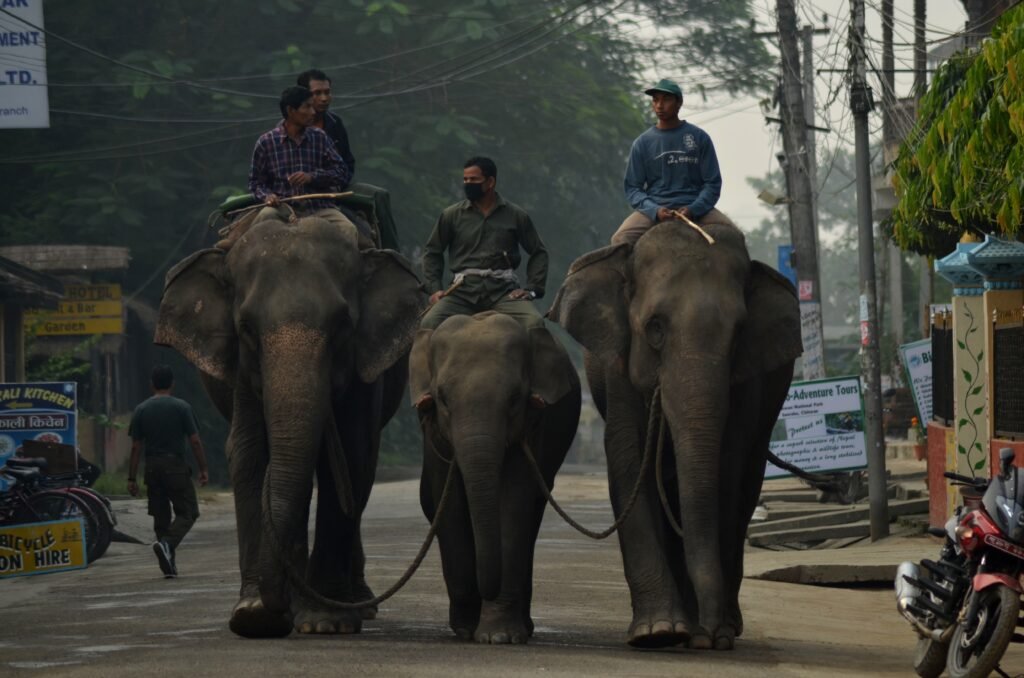 Elephants walking along the street near Rhino Lodge and Hotel in Sauraha, Chitwan, Nepal
