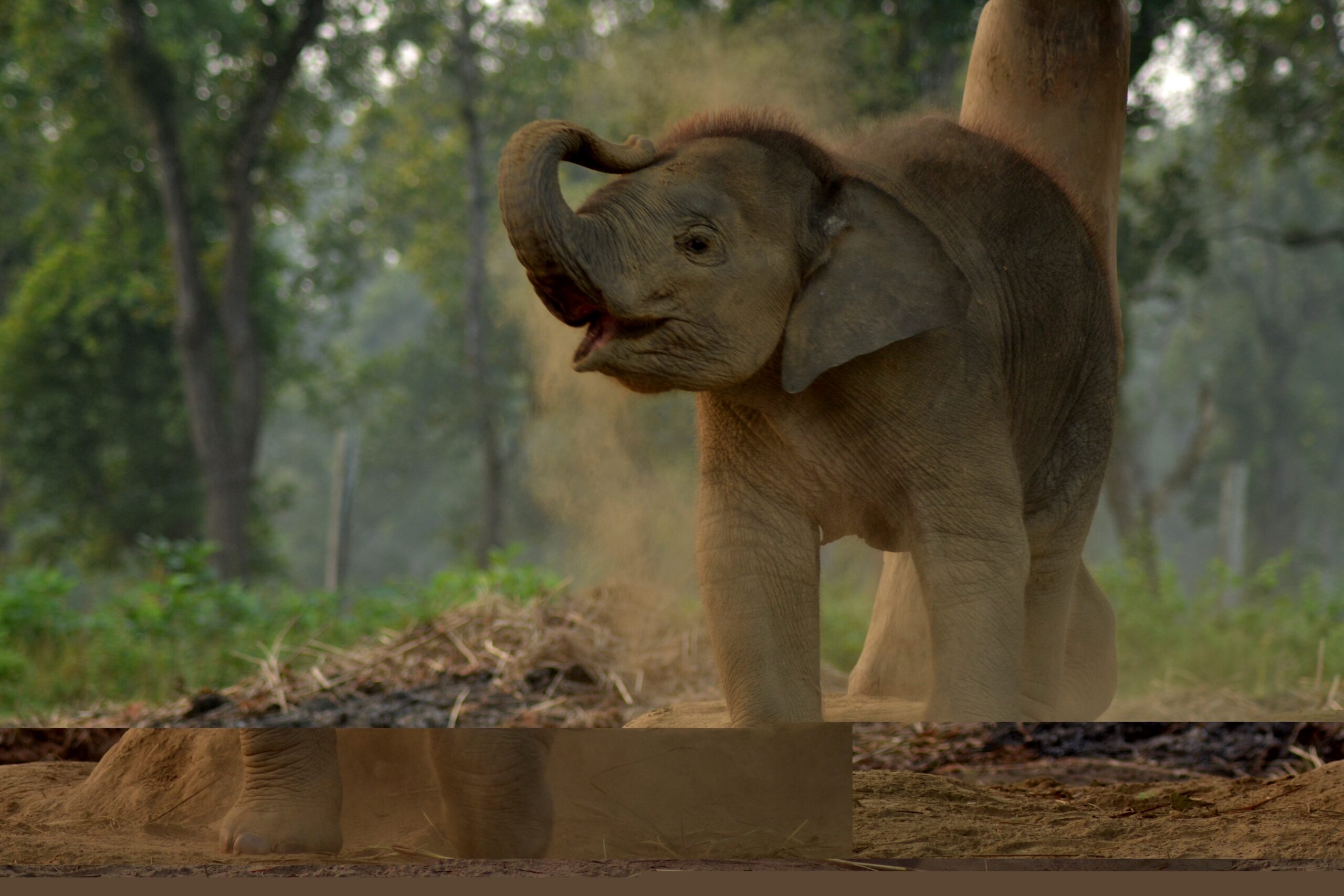 Young elephant playing at the Elephant Breeding Centre, Sauraha, Chitwan, Nepal