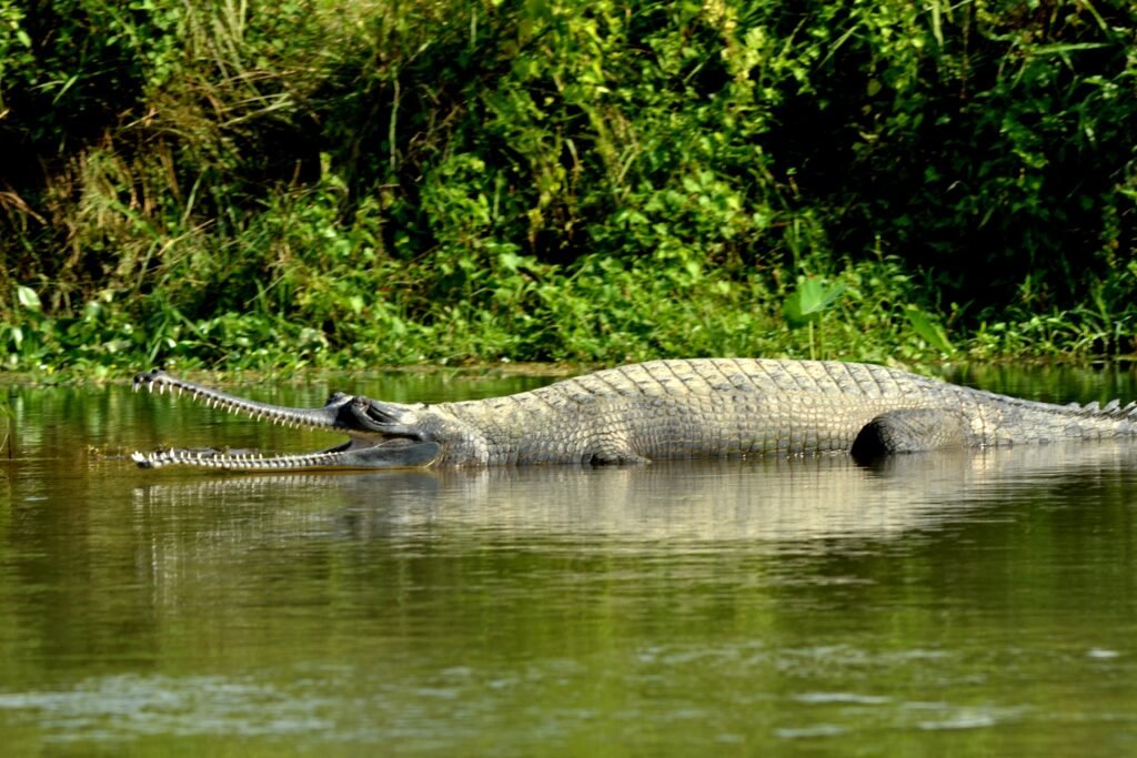 A gharial with a long, narrow snout rests partially submerged in a calm river, surrounded by dense green vegetation.