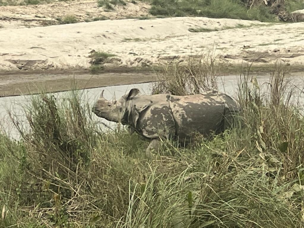 Greater one-horned rhinoceros resting in tall grass beside a river in Chitwan National Park, Nepal.