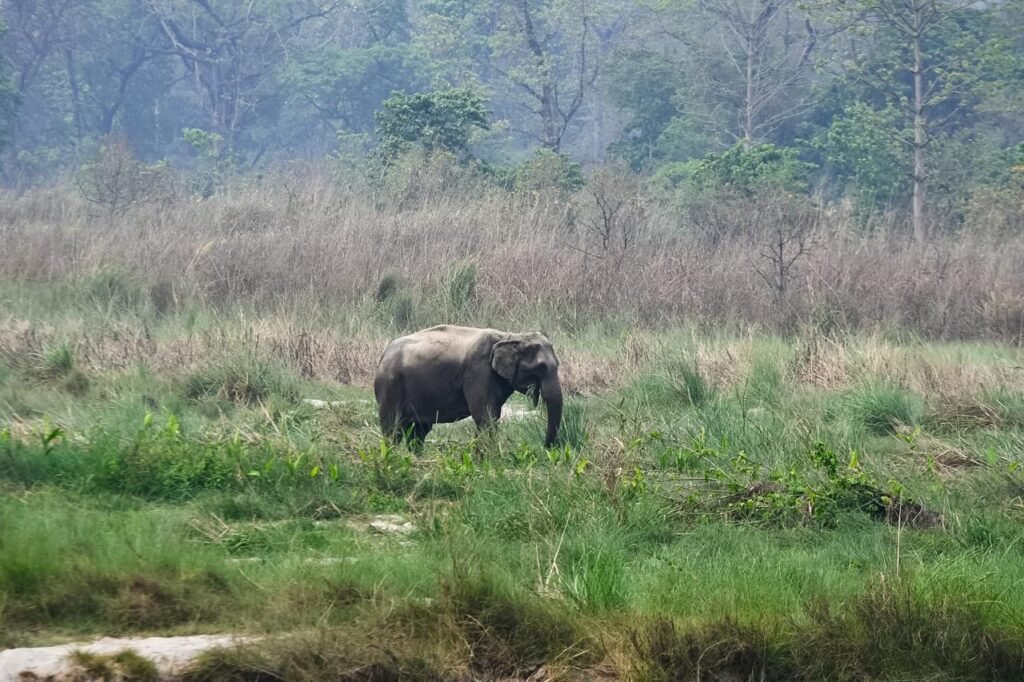 A wild Asian elephant walks through tall grass in a lush forested wetland.