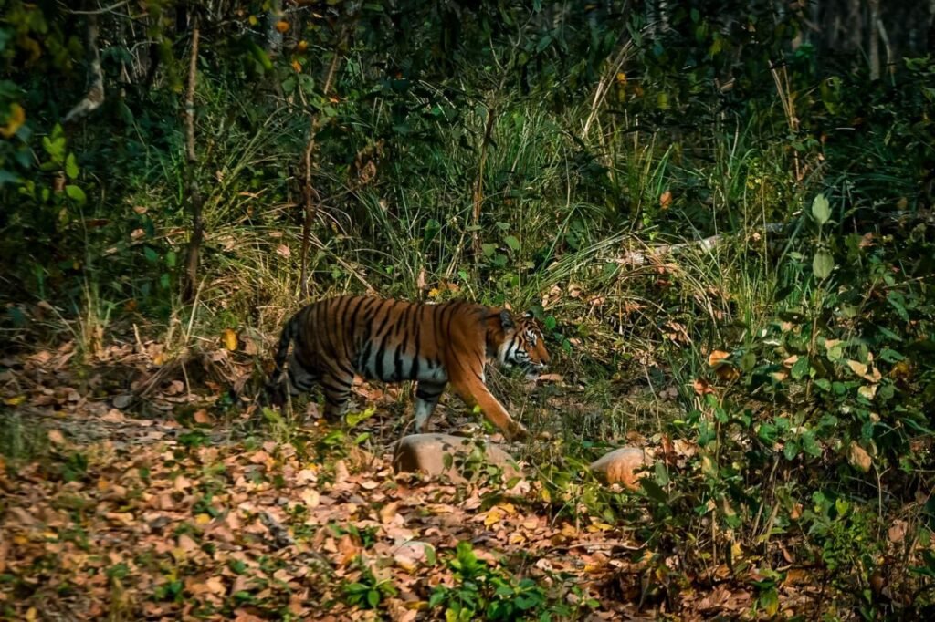 A Bengal tiger walks through dense forest vegetation and dry leaves, its orange-and-black striped coat visible among the foliage.